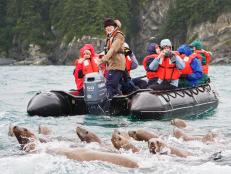 sea lions, lindbald expedition, alaska