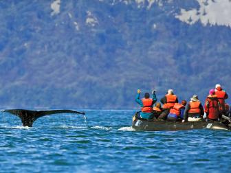 whale watching, lindbald expedition, alaska