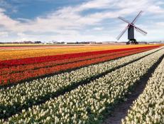 tulip field, windmill, netherlands, amsterdam
