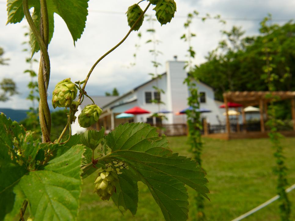 Blue Mountain Brewery and Hop Farm