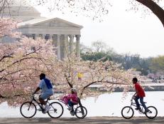 jefferson memorial, cherry blossoms, bike ride, family, washington, dc