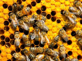bees, honey comb, yellow, swarm