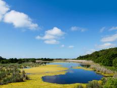 Huntington Beach State Park, marsh, Myrtle Beach, South Carolina