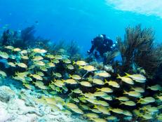 scuba diving, Destin, Florida