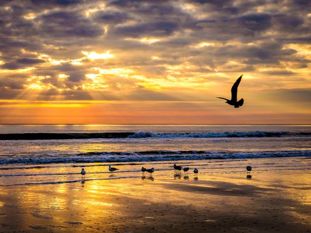 sunrise, seagulls, sea shore, ocean, beach