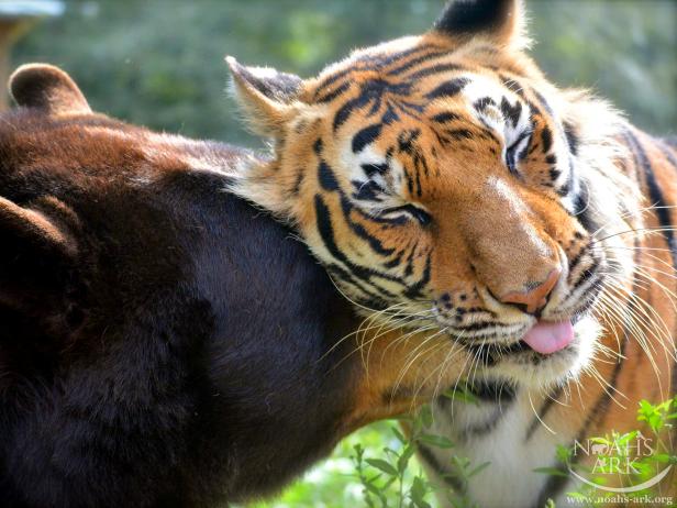 bear, tiger, friendly, tiger tongue showing,