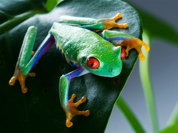 Costa Rica Wildlife : Costa Rica : TravelChannel.com | Costa Rica ...