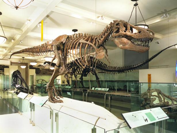 American Museum of Natural History, dinosaur, T-Rex, fossil, New York