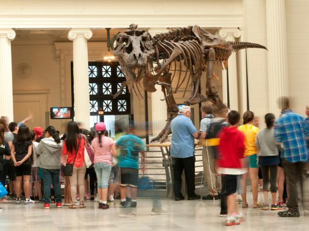 The Field Museum, dinosaur, T-Rex, fossil, Chicago, Illinois