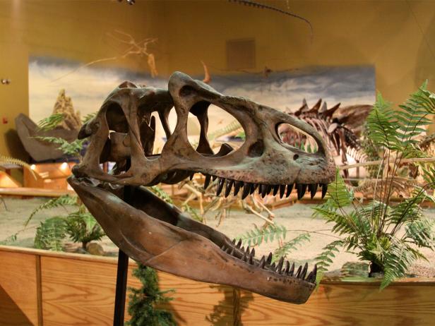 Wyoming Dinosaur Center, Allosaur, fossil