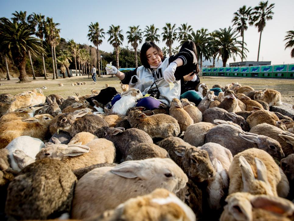 Rabbits on Okunoshima, Japan