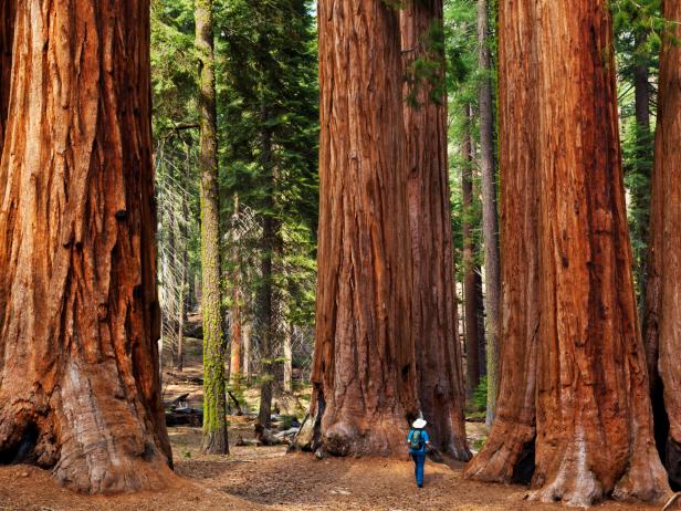 Sequoia National Park, trees, California