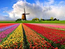 rows of tulips, all different colors, windmill in the background, blue sky, netherlands landscape