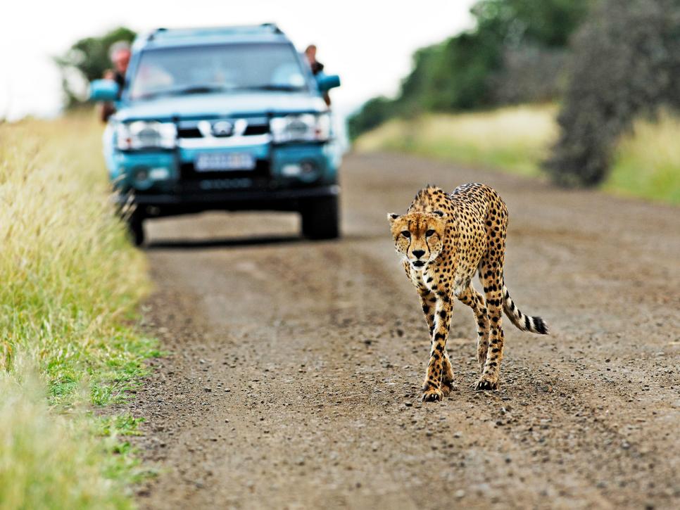 Go on Safari in Africa