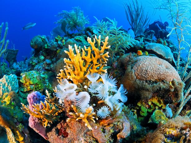 coral reef, underwater, bright colors, 