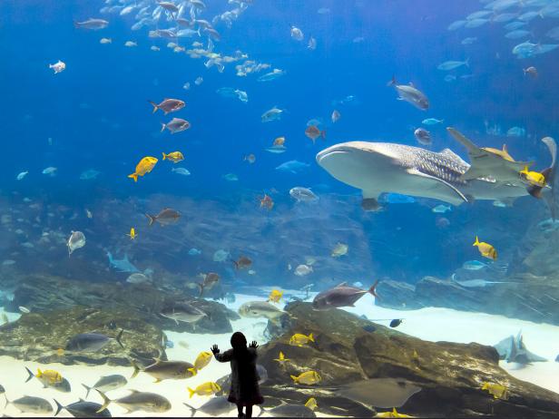 little girl stands in front of a huge glass aquarium with shark inside