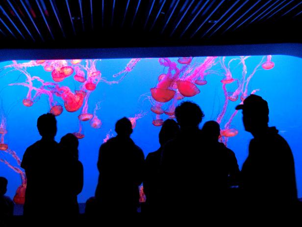 men silhouetted by pink jellyfish in aquarium