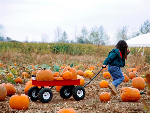 child with wagon in pumpkin hoffman dairy garden pumpkin patch mount hood oregon