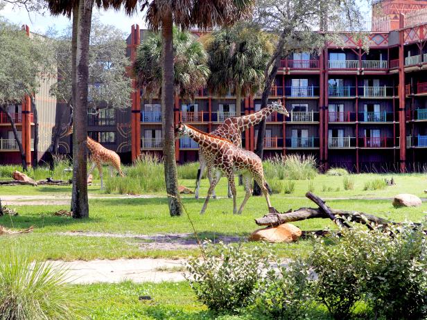 giraffes roaming between hotel rooms in disney world animal kingdom orlando florida