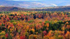 fall, folaige, vermont, hogback mountain, greenery