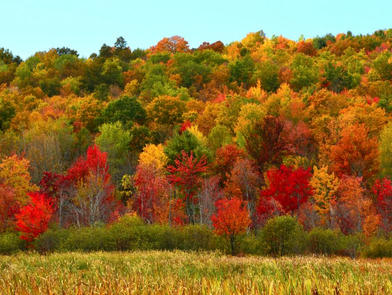 thatcher state park, albany, new york, fall, foliage