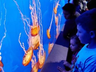 Children looking at jellyfish exhibit at Monterey Bay Aquarium in Monterey, CA