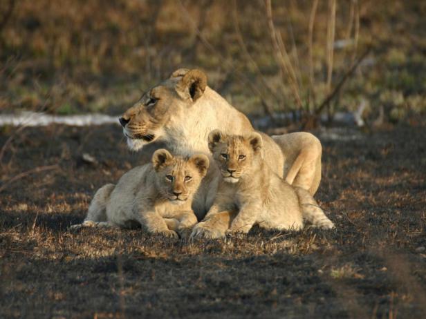 Lioness and her cubs in South Africa
