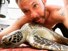 Hawksbill turtle has done too many selfies. Palau.
