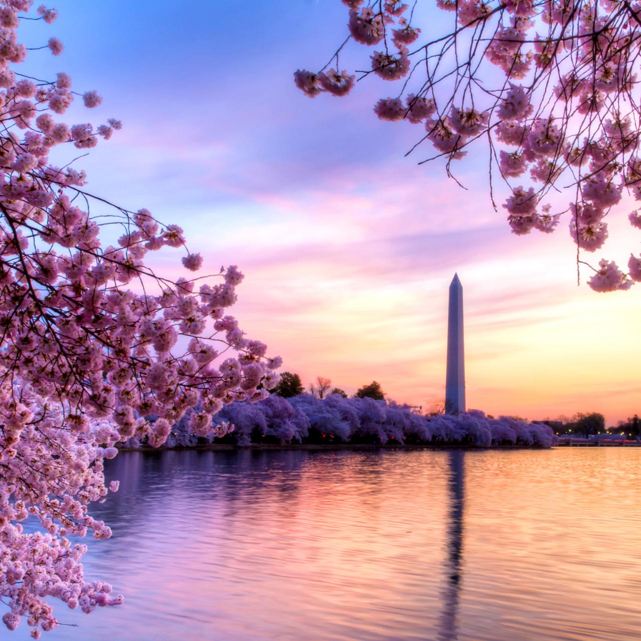 Washington Wizards - We're celebrating Cherry Blossom Night on