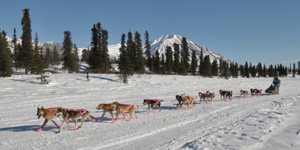 DeeDee Jonrowe mushes across Puntilla Lake as she comes into the Rainy Pass checkpoint during the Iditarod Trail Sled Dog Race on Monday, March 7, 2011. (Bob Hallinen/Anchorage Daily News/MCT via Getty Images)