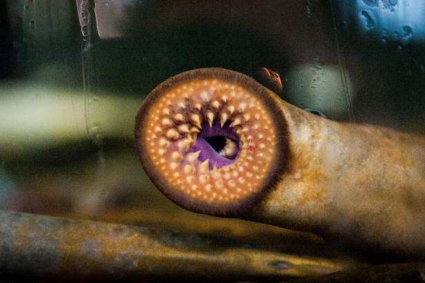 The Arctic lamprey is a small eel-like fish up to 15 inches in total length. Arctic lampreys are distinguished from other Alaska lampreys by two large teeth on the supraoral bar and the presence of a row of posterial teeth.