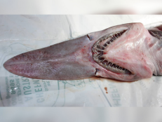 These bizarre-looking fishes’ features are scarier than their bites.