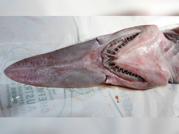 The rare goblin shark was caught by fishermen off Green Cape on the NSW south coast and was taken to the nearby town of Merimbula for examination, February 2, 2015. [via Getty Images/Fairfax Media]