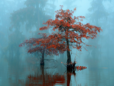 Manchac Swamp—Ponchatoula, Louisiana