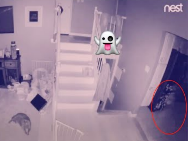 On August 8th, 2019 at 12:54am our security camera picked up a strange visitor walking through the kitchen. Some claim it's a little boy and their pet. We don't know for sure, but let us know what you think.