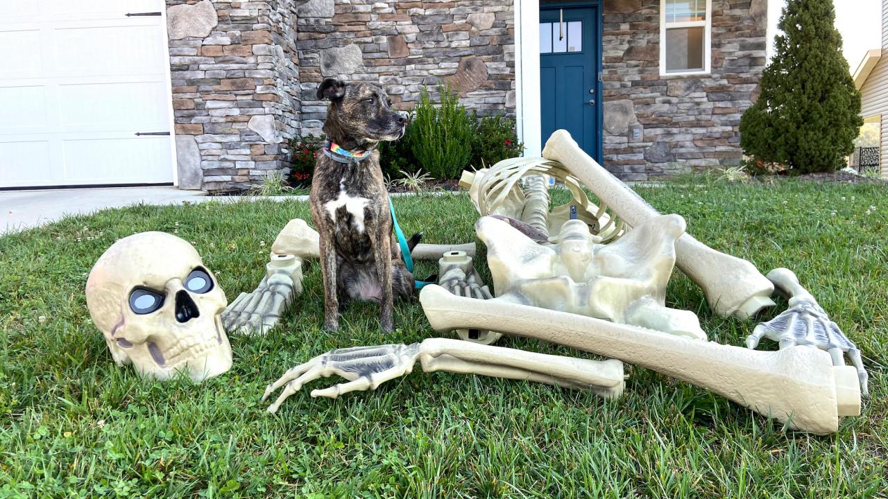 40 human skulls, other bones used as decorations found in Kentucky man's  home