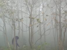 A creature walks in the forest in Bhutan. It may look like a yeti or bigfoot.