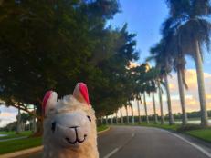 Llama With No Drama gives us major travel goals.