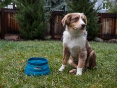 Want your pup to grow up into an outdoorsy mountain dog? This is the gear you need.