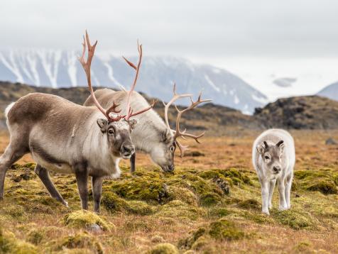 10 Adorable Reindeer Photos From Travel Channel Fans