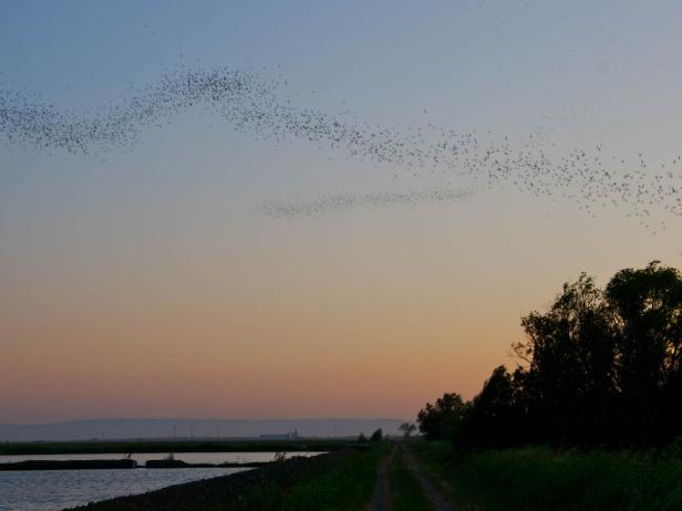 Top 10 Places To See Bats Around The World Travel Channel