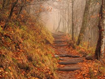 Appalachian Trail on a foggy and rainy fall afternoon, Newfound Gap, Great Smokey Mountains National Park