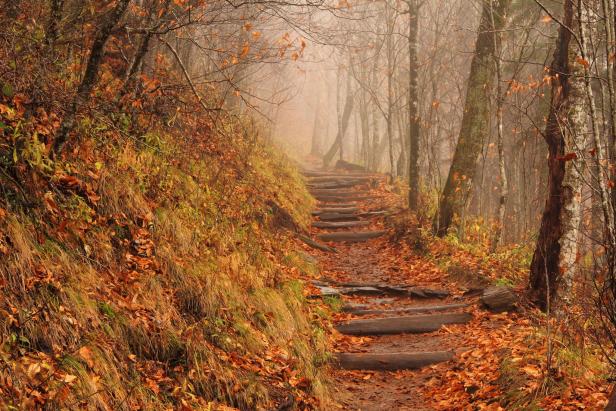 Appalachian Trail on a foggy and rainy fall afternoon, Newfound Gap, Great Smokey Mountains National Park