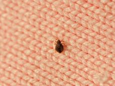 real bed bug on wool knitwear, good details on enlarge view