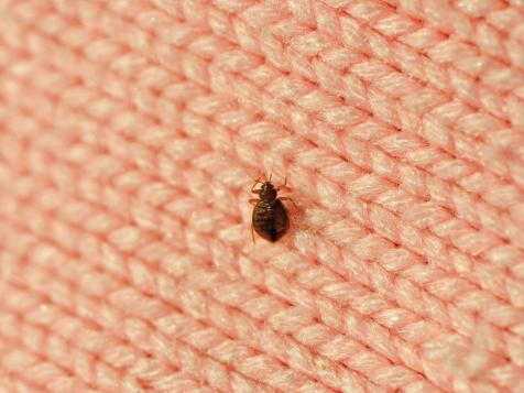 5 Tips for Avoiding (and Dealing With) Bedbugs While Traveling
