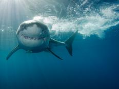 Image taken in Isla Guadalupe in Mexico.