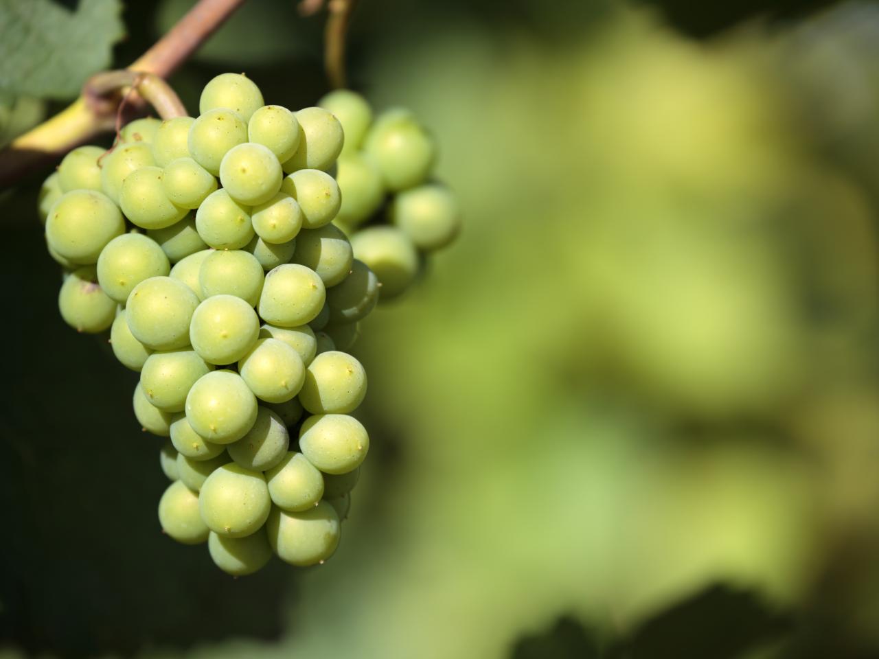 Burgundy wine outlet grapes