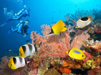 outdoors and advenutre, adventure travel, extreme, scuba diving, australia, great barrier reef