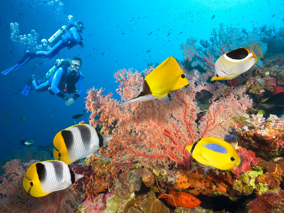 Scuba Diving in the Great Barrier Reef