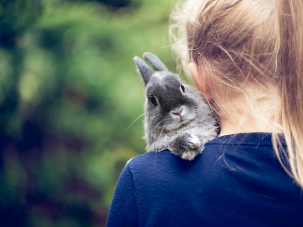 Small rabbit on shoulder of young girl